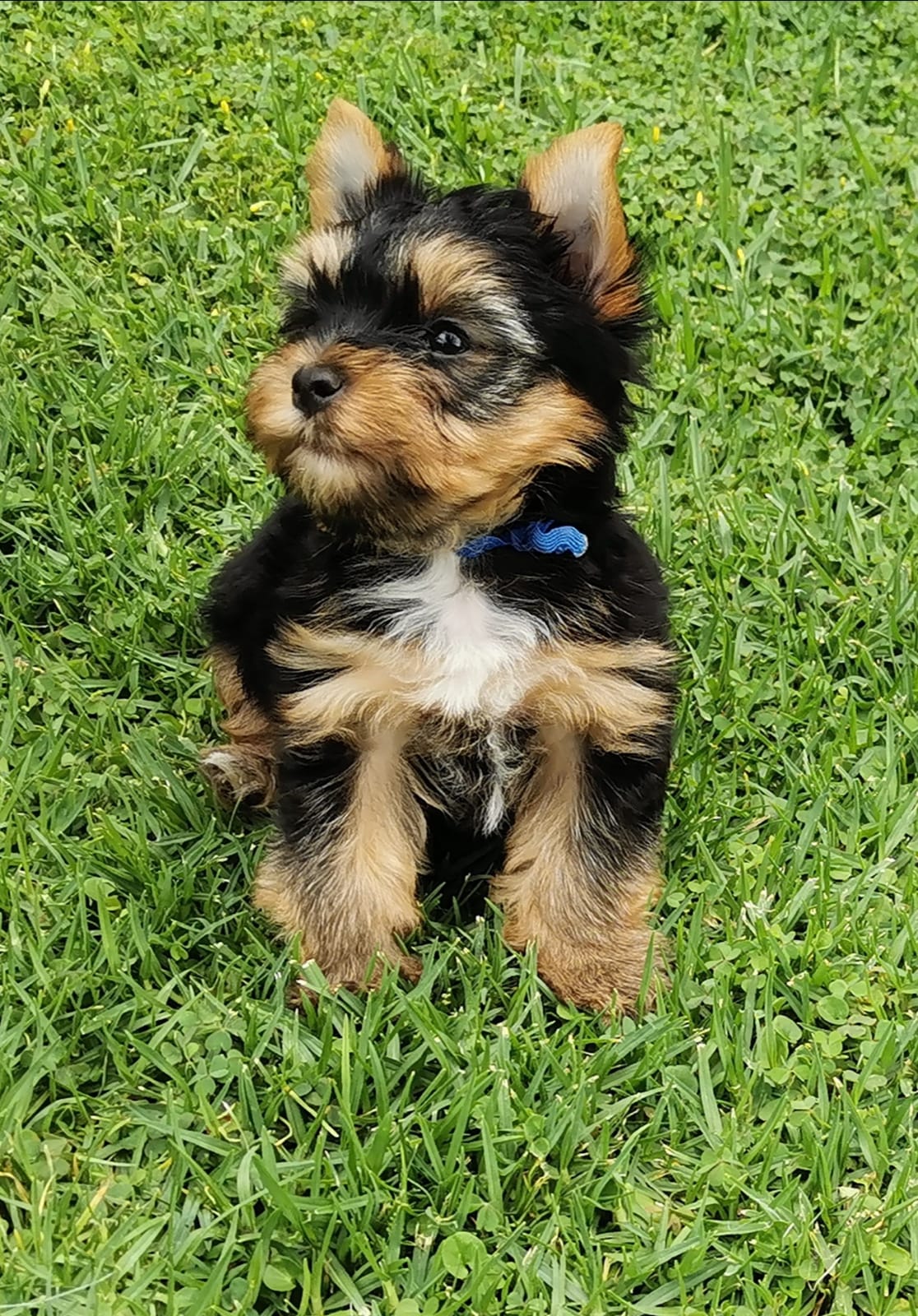 puppy1